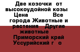 Две козочки  от высокоудойной козы › Цена ­ 20 000 - Все города Животные и растения » Другие животные   . Приморский край,Уссурийский г. о. 